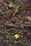 Fringed yellow star-grass